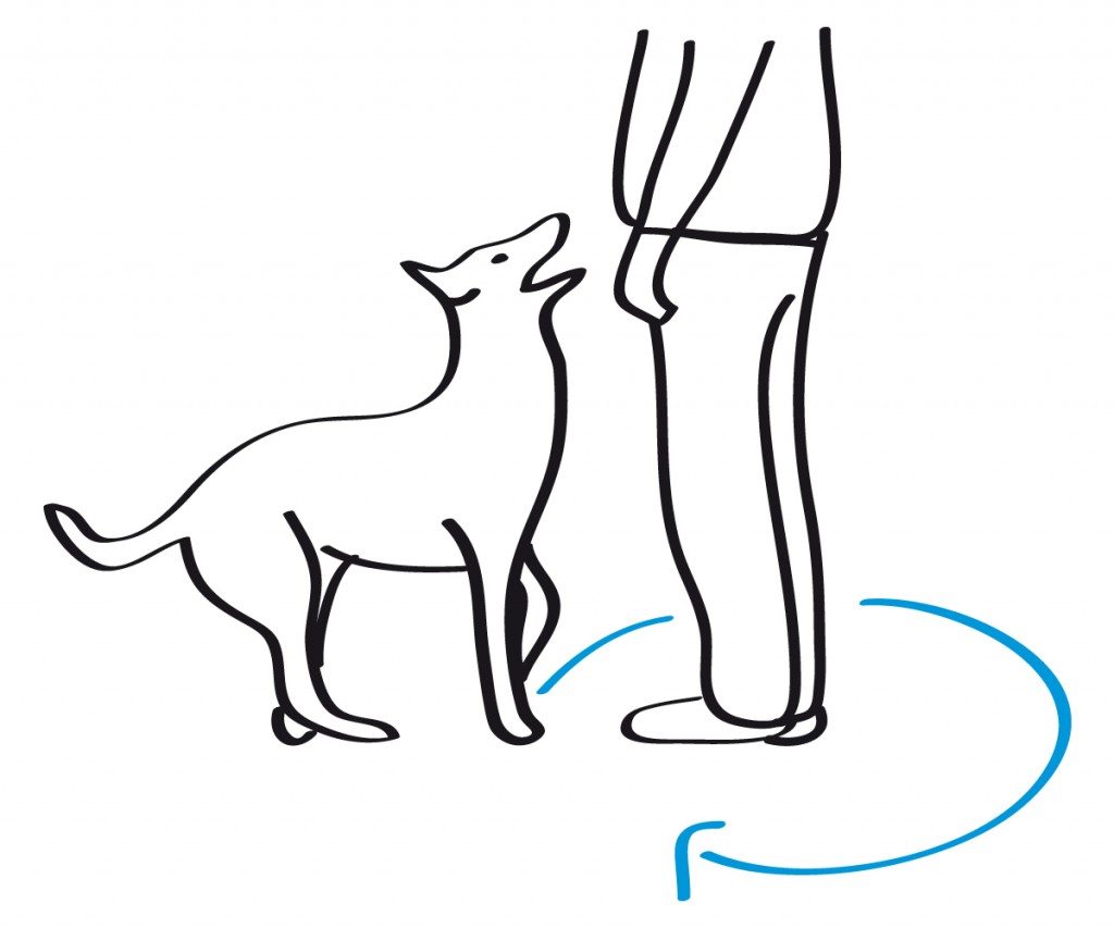 Skizze eines Hundes, der aus dem Zulauf den Hundgeführer umrundet, um die Grundstellung einzunehmen