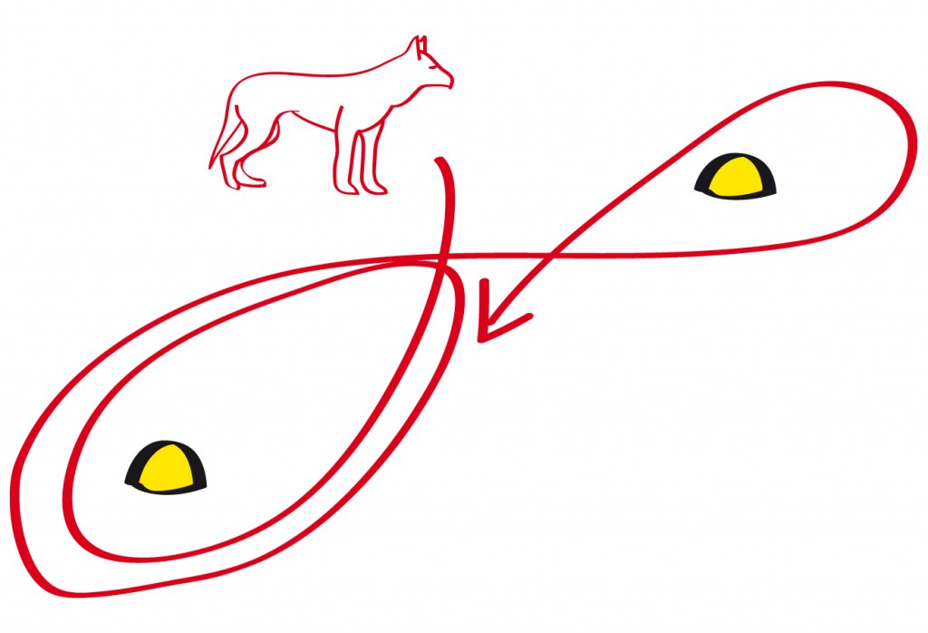 Der Hund wird nun völlig variabel mal nach links und mal nach rechts geschickt auch mehrmals um den gleichen Pylo